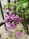 Orgona lilac flower