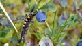 Orgyia antiqua. Rusty Tussock Moth caterpillar on a blueberry br Royalty Free Stock Photo