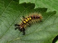 Orgyia antiqua rusty tussock moth caterpillar on leaf Royalty Free Stock Photo