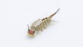 Orgyia detrita - the fir tussock or live oak tussock moth caterpillar have urticating setae hairs with antrose barbs that may Royalty Free Stock Photo