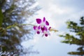 Orhid flowers on tropical backgraund, blue sky bokeh