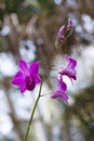 Orhid flowers on tropical backgraund, blue sky bokeh