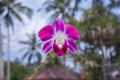 Orhid flowers on tropical backgraund, blue sky bokeh