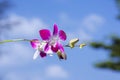 Orhid flowers on tropical backgraund, blue sky bokeh