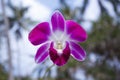 Orhid flowers on tropical backgraund, blue sky bokeh