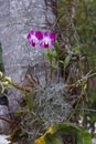 Orhid flowers on tropical backgraund, palm tree