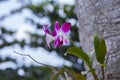 Orhid flowers on tropical backgraund, palm tree bokeh