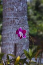 Orhid flowers on tropical backgraund, palm tree bokeh