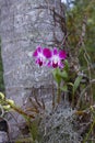 Orhid flowers on tropical backgraund, palm tree bokeh