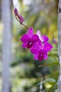 Orhid flowers on tropical backgraund, palm tree bokeh