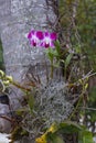 Orhid flowers on tropical backgraund, palm tree bokeh