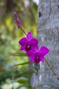 Orhid flowers on tropical backgraund, palm tree bokeh