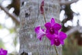 Orhid flowers on tropical backgraund, palm tree bokeh