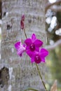 Orhid flowers on tropical backgraund, palm tree bokeh