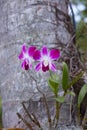 Orhid flowers on tropical backgraund, palm tree bokeh