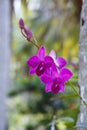 Orhid flowers on tropical backgraund, palm tree bokeh