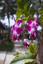 Orhid flowers on tropical backgraund, palm tree bokeh