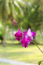 Orhid flowers on tropical backgraund of resort