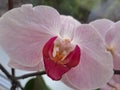Orhidea flowers blossom