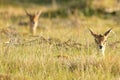 Oribi buck lying in the grass