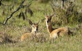 Oribi buck lying in the grass