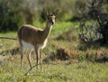 Oribi buck standing in the grass