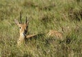 A Oribi caught lying in the grass