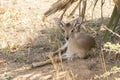 Oribi cub lying under a palm tree a hot sunny Royalty Free Stock Photo