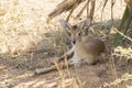 Oribi cub lying under a palm tree a hot sunny