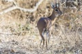 oribi mammal reproduction in the kruger national park of south africa