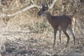 oribi mammal reproduction in the kruger national park of south africa