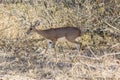 oribi mammal reproduction in the kruger national park of south africa