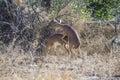 oribi mammal reproduction in the kruger national park of south africa