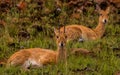 Oribi Royalty Free Stock Photo