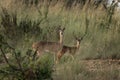 Oribi, ourebia ourebi, Murchison Falls, uganda