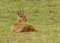 Oribi Ourebia ourebi Resting on the Serengeti Royalty Free Stock Photo