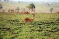 The oribi ,Ourebia ourebi, standing in savanna. Small antelope standing in the savannah after a fire full of freshly green grass