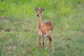 Oribi, Ourebia Ourebi Royalty Free Stock Photo