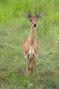 Oribi, Ourebia Ourebi Royalty Free Stock Photo