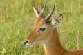 Oribi on the Plains of Africa Royalty Free Stock Photo