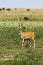 Oribi Ram Royalty Free Stock Photo