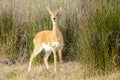 Oribi standing in the grass