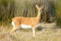 Oribi standing in the grass