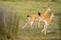 Oribi sprinting across the Savannah