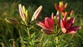 Orienpet Hybrid Lily Flowers Royalty Free Stock Photo