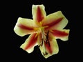 Orienpet hybrid lily `Montego Bay` yellow-pink with red-wine sme Royalty Free Stock Photo