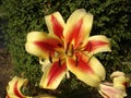 Orienpet hybrids lily 'Montego Bay' yellow-pink with red-wine smear flower Royalty Free Stock Photo