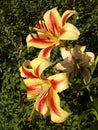 Orienpet hybrids lily 'Montego Bay' yellow-pink with red-wine smear flowers Royalty Free Stock Photo