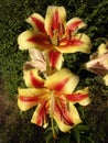 Orienpet hybrids lily 'Montego Bay' yellow-pink with red-wine smear flowers Royalty Free Stock Photo