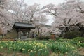 An oriental arbor under beautiful sakura blossoms and lovely daffodil flowers blooming in the garden